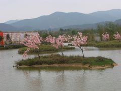 湖光山色-天适樱花悠乐园