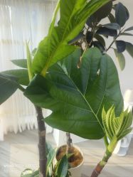 -HEYAN荷妍专业脱毛连锁机构