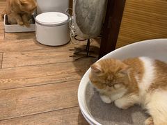 -more than meow吴止猫主题餐厅(承德 中船汇店)