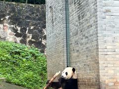 -都江堰中华大熊猫苑