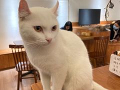 -有猫主题·治愈系猫咖(曾厝垵店)