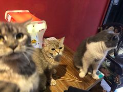-猫色咖啡·猫咖
