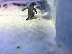 -芜湖新华联大白鲸海洋公园