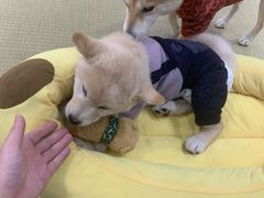 -逗柴咖啡屋·狗咖猫咖宠物桌游