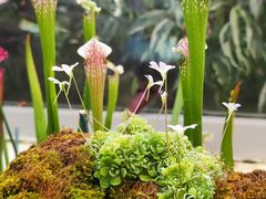 -上海辰山植物园