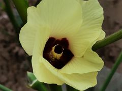 -中国天府农业博览园