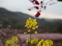 -节节香.成都非遗肥肠粉(总店)