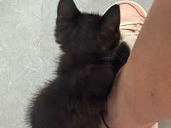 -孙记大碗皮肚面(后宰门店)