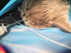-创凡宠物医院·骨专科  猫科中心(西乡分院)