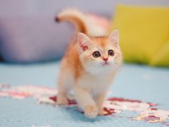 -Bastet sally猫舍购宠(静安店)