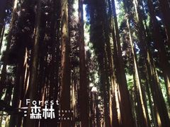 -武陵山森林公园