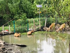 -溱湖国家湿地公园