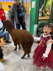 -神奇动物撸宠馆·羊驼·小浣熊·异宠(豫园店)
