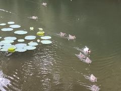 -江西阳明山国家森林公园