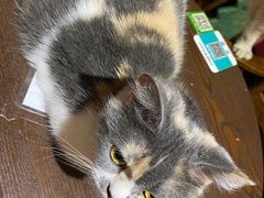 -猫色咖啡·猫咖