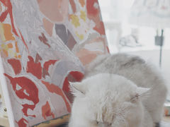 -共舞时光猫咖·狗咖(新街口店)