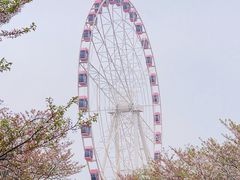 -顾村公园