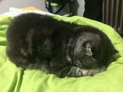 -中农大我爱我爱24h动物医院·中医针灸·猫专科·骨科医疗中心(双井店)