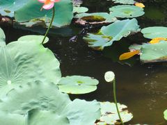 -荔湾湖公园