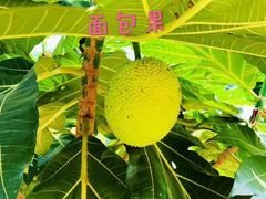 -海南热带野生动植物园