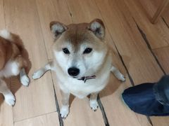 -是阿柴呀！柴犬咖啡·爱喵喵猫咖