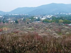 -香雪海