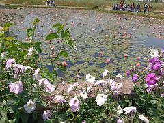 -宁波杭州湾国家湿地公园