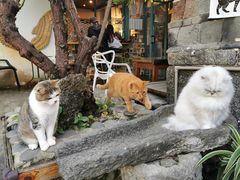 -喵屿·大理花园猫咖