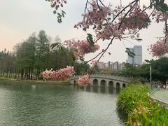 -四海公园(南山区)