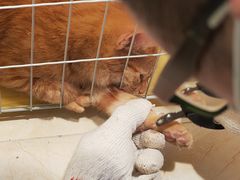 -瑞派康怡24h宠物医院·犬猫医疗中心·微创绝育(瑞景分院)