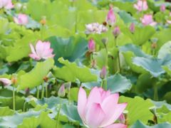 -莲花池公园