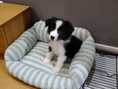 -天宠宠物医院24小时·急重症诊疗中心·全科·腔镜特色(和平分院)