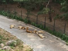 -大连森林动物园