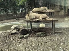 -成都动物园