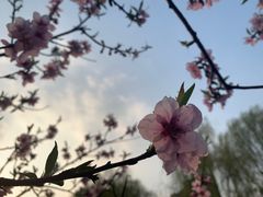 -青枫公园