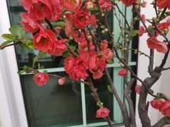 -THE PRESS(复旦大学店)