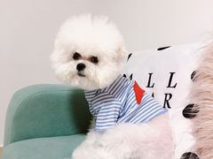 -宠爱多约克夏马尔济斯泰迪小型犬专卖