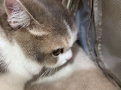 -四月宠物医院·猫专科·心脏专科·内科(转塘店)