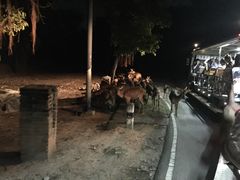 -清迈夜间动物园