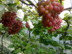 -马陆小张葡萄园农家乐