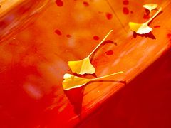 -三里屯东五街银杏大道