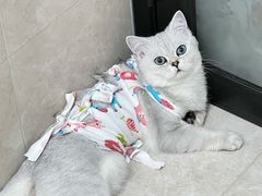 -爱侣宠医·鹦鹉专科·小型哺乳类·异宠专科(灵石路店)