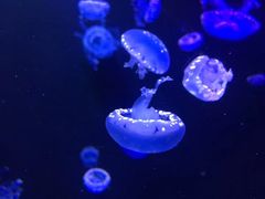 -成都浩海立方海洋公园