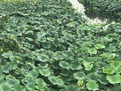 -荷塘月色湿地公园·向阳花洲