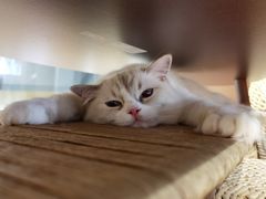 -瞄一喵猫咖(格力海岸店)
