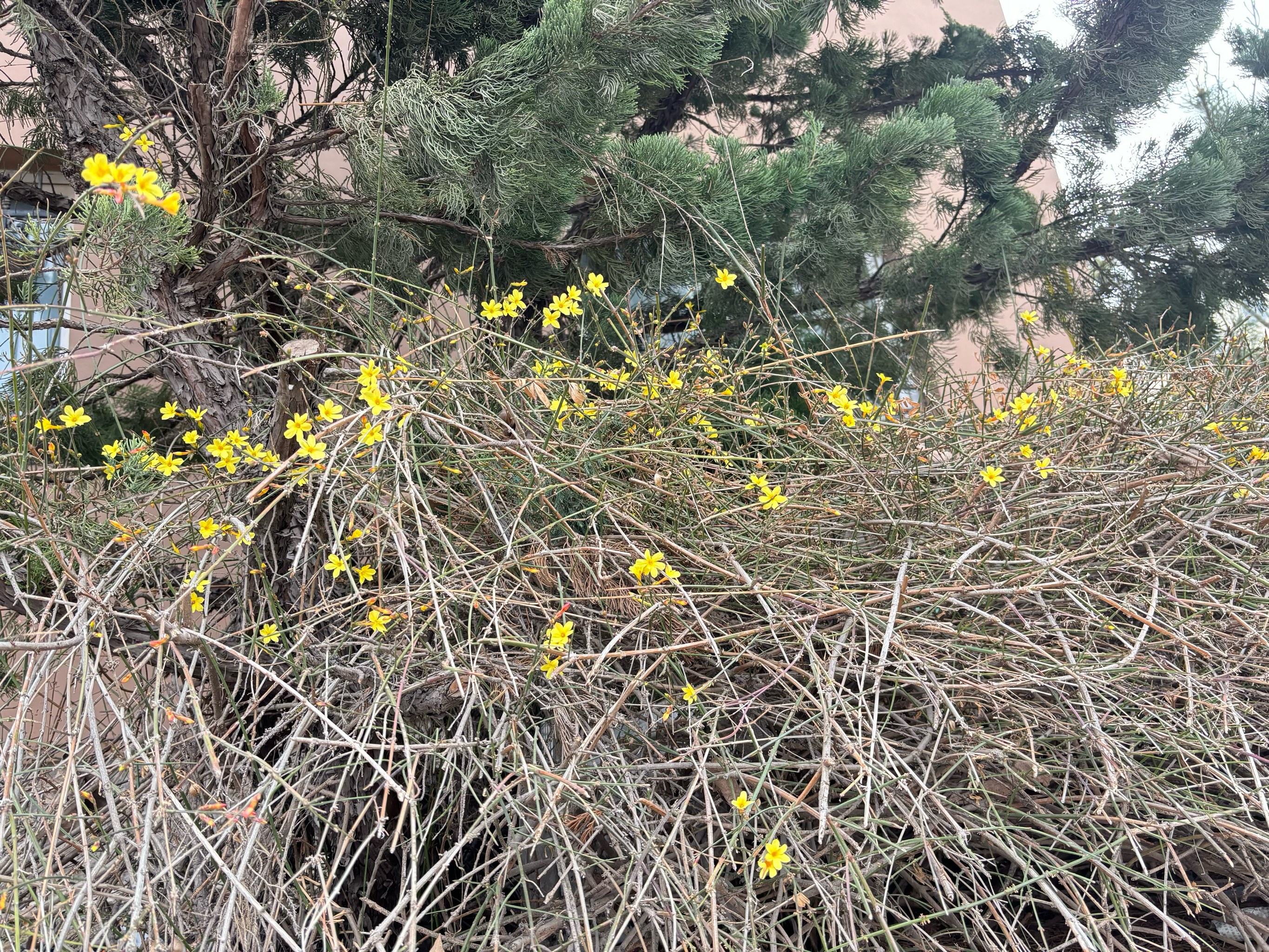 迎春花生物笔记图片