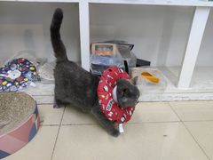 -瑞派动物医院·猫专科·至诚(江南中分院)