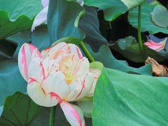 -荷塘月色湿地公园·向阳花洲