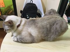 -李小姐の猫咖啡馆(五角场店)