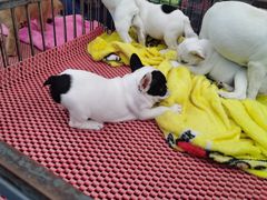 -哈尔滨市宠物交易市场